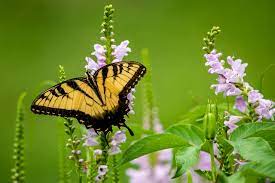Vibrant yellow black swallowtail butterfly on purple flowers in giving-back garden
