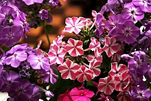 Vibrant purple and pink tall annual phlox flowers with star-shaped petals