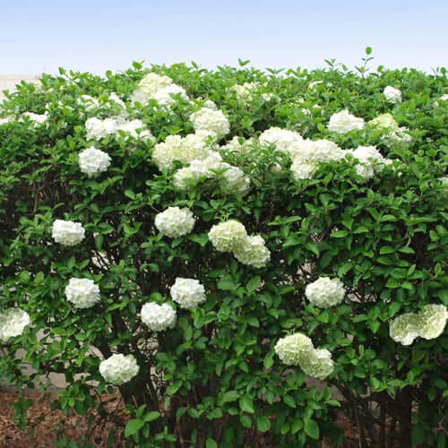 Japanese Snowball Plant - TN Nursery