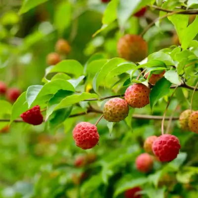 Kousa Dogwood Tree - TN Nursery