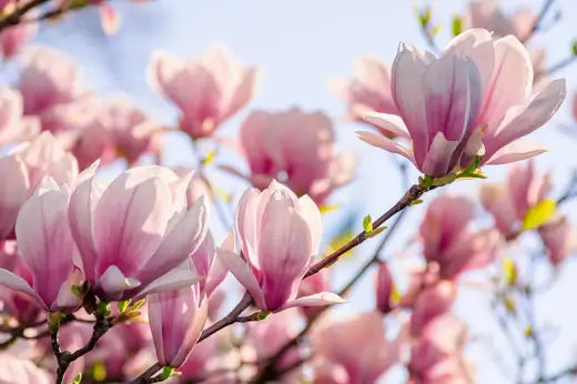 Magnolia Trees in a Landscape | TN Nursery - TN Nursery