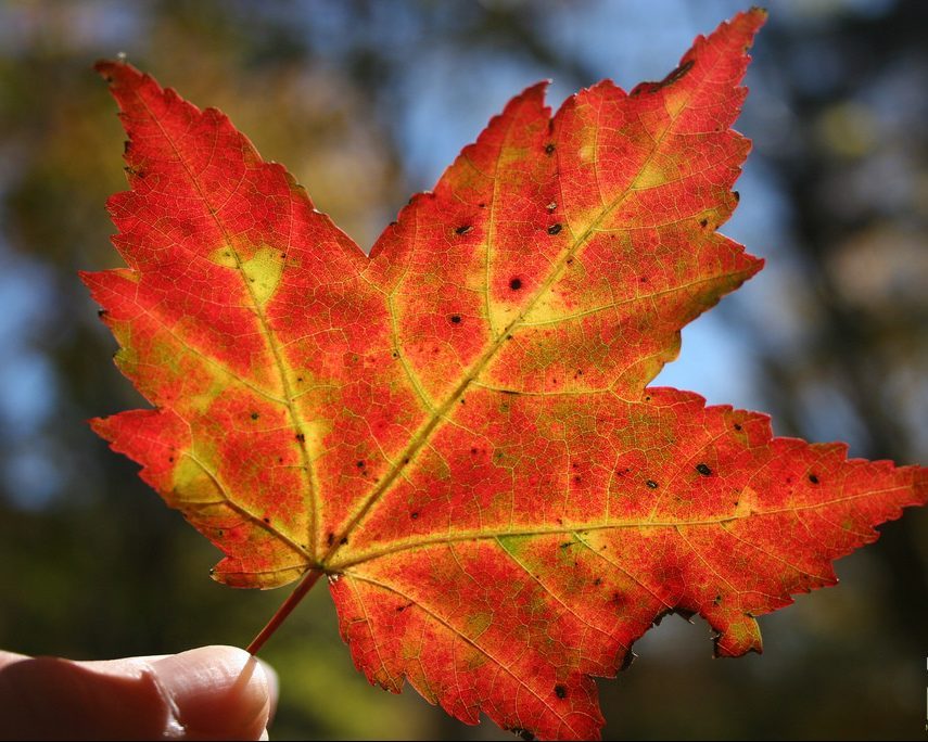 Fall Leaves Makes Compost Gold