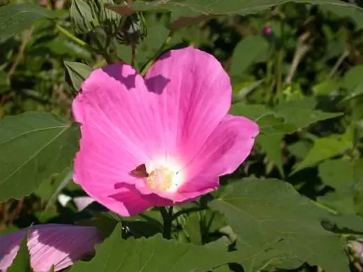 Marsh Hibiscus Plant - Hibiscus Grandiflorus - TN Nursery