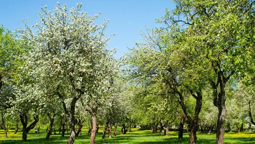 May Apple For Sale At The Tn Nursery - TN Nursery