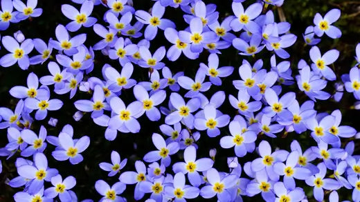 Medicinal Purposes of Bluet Perennials - TN Nursery