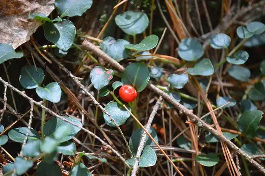 Mitchella Repens or the Squaw Vine - TN Nursery