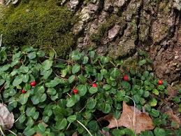 Mitchella repens partridgeberry with red berries on mossy TN tree trunk