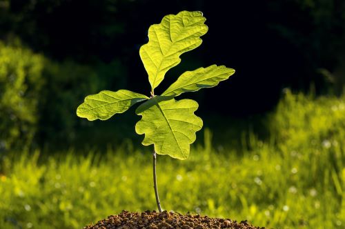 Vibrant green oak sapling with broad leaves in soil for restoration