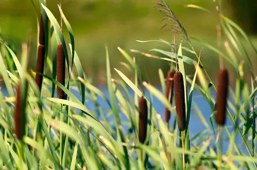 Native Plants - Value and Local Production - TN Nursery