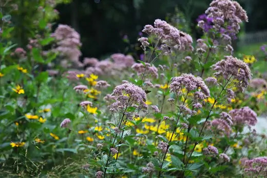 Native wetland plants can be beautiful and essential to the wildlife - TN Nursery