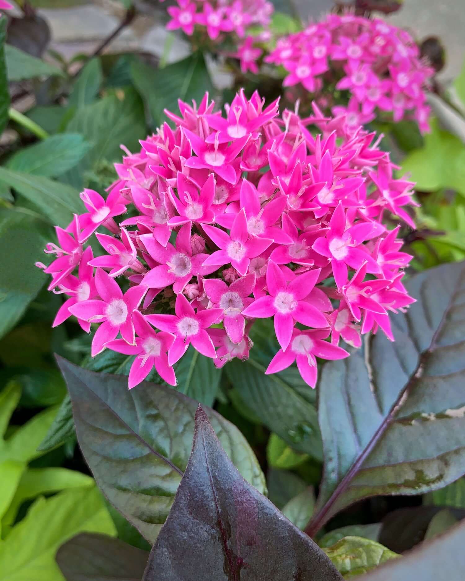Milkweed Guide 2026: Best Butterfly Garden Plants - TN Nursery