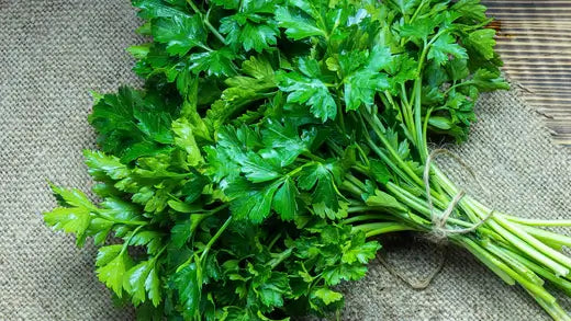 Parsley: Facts | Information | TN Nursery - TN Nursery