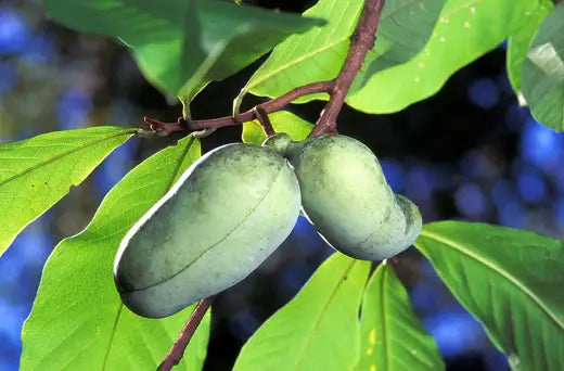 Paw Paw Tree Plant Information - TN Nursery