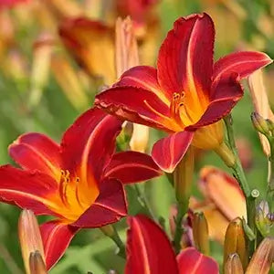 Vibrant red and yellow daylilies with ruffled petals for Tennessee gardens