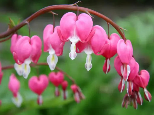 Perennials are a Staple For Flower Beds - TN Nursery