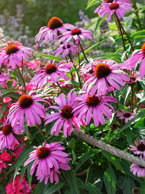 Vibrant purple coneflowers in TN Nursery reviews article