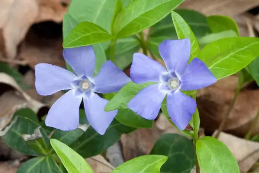 Periwinkle Groundcover | Facts and Guide - TN Nursery