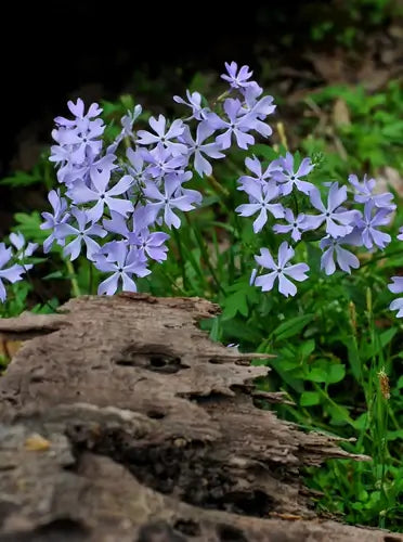 Phlox Plants Love the Sun | TN Nursery - TN Nursery