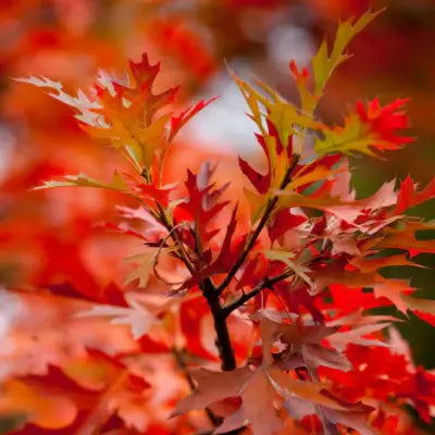 Pin Oak Trees Are Fast Growing - TN Nursery