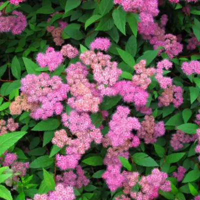 Pink Spirea Shrub - TN Nursery