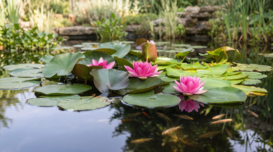 Pink water lilies open above green lily pads floating on a calm pond
