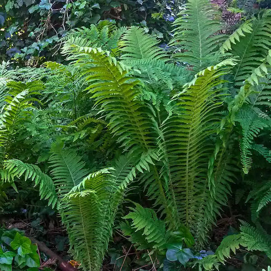 Lush green fern fronds in Plant Nursery Online