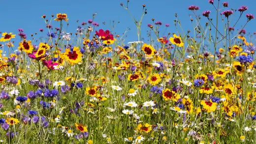 Planting Wild Flowers | TN Nursery - TN Nursery