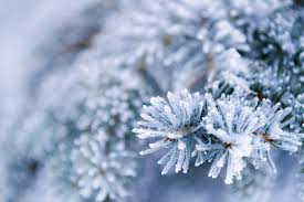 Frost-covered pine branches with ice crystals, risking freeze damage