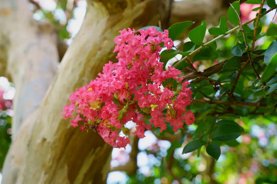 Crepe Myrtle Pruning