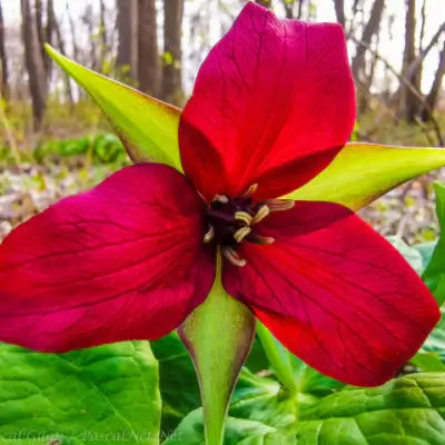 Red Trillium Perennial Plant - TN Nursery