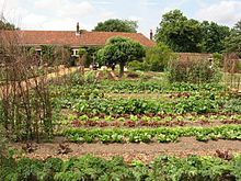 Rows of lush green vegetables in neat garden beds, rewards of vegetable gardening