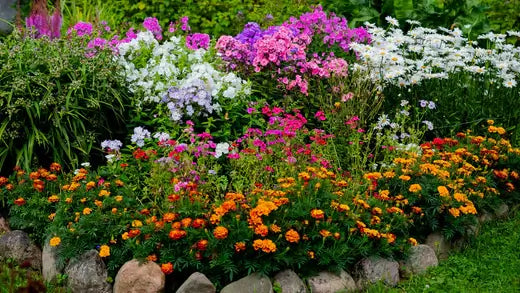 Seasonal Flowers For Autumn Blooms - TN Nursery