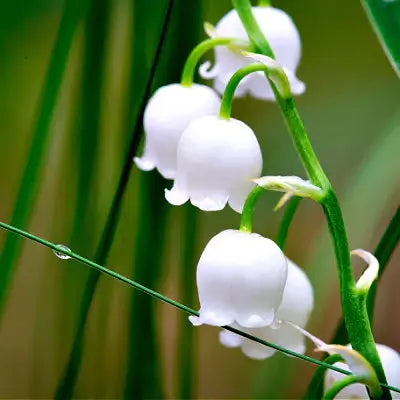 Shade-loving Perennials for your Garden - TN Nursery