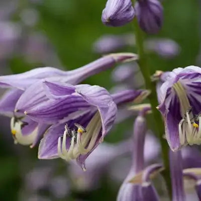 Shade Perennials: The Ultimate Guide - TN Nursery