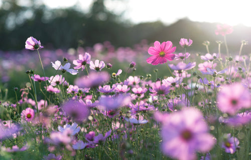 Pink purple cosmos flowers swaying in sunlight from TN Nursery
