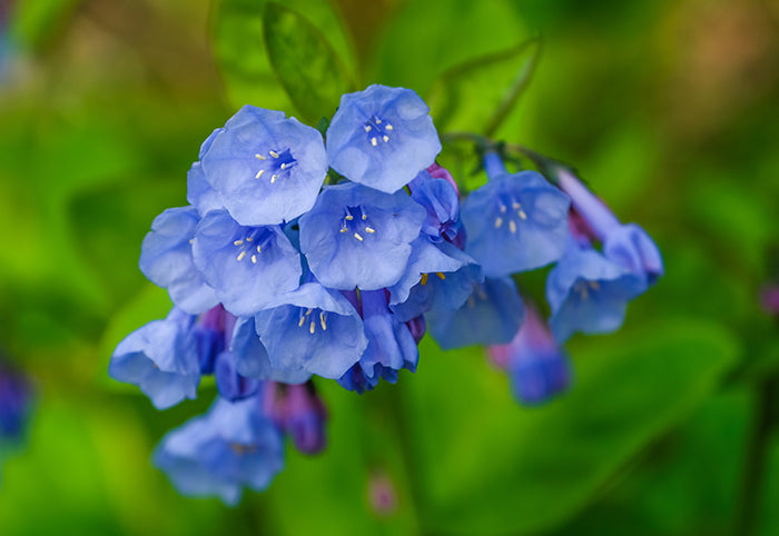 Bluebells