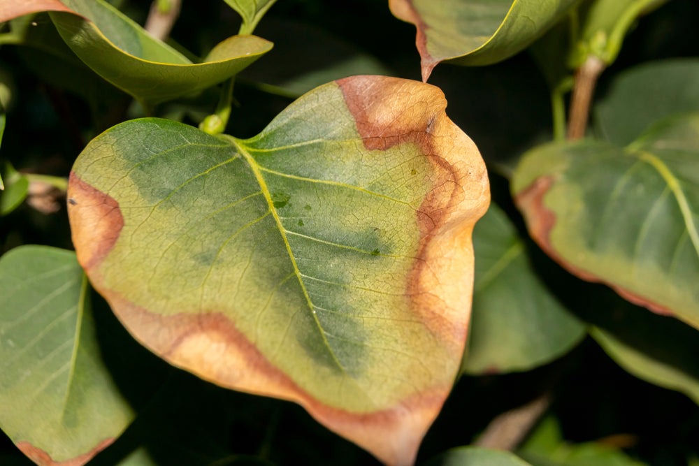 Heart-shaped leaf with edge discoloration from transplant shock