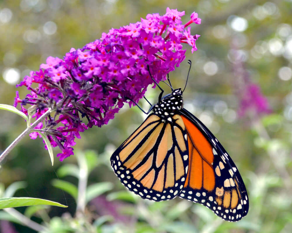 Monarch butterfly on purple flowers near butterfly bush