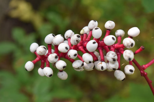 Transform Your Garden with the Fascinating Dolls Eye Plant - TN Nursery