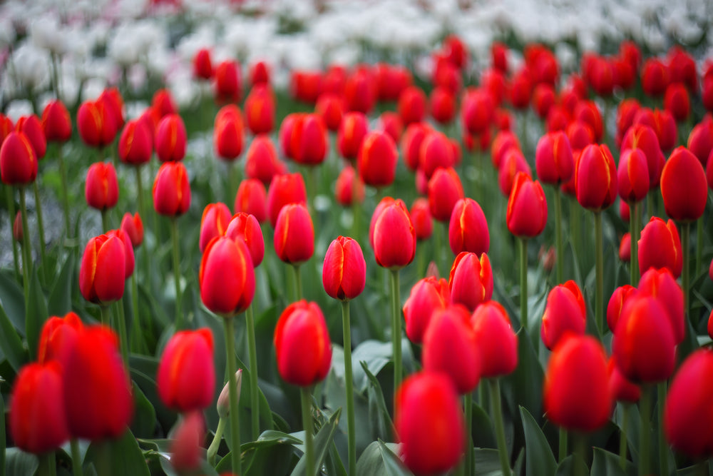 Vibrant red Seadov tulips with glossy petals and slender green stems