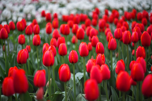 Vibrant red Seadov tulips with glossy petals and slender green stems