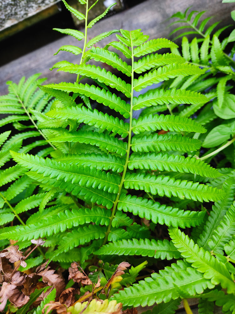 All About New York Ferns: Growth and Identification