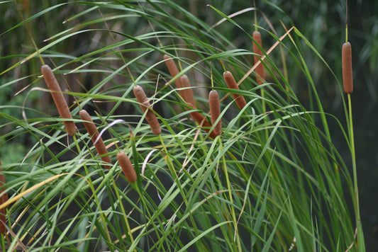Tall brown cattails in green grass, key habitat restoration plants