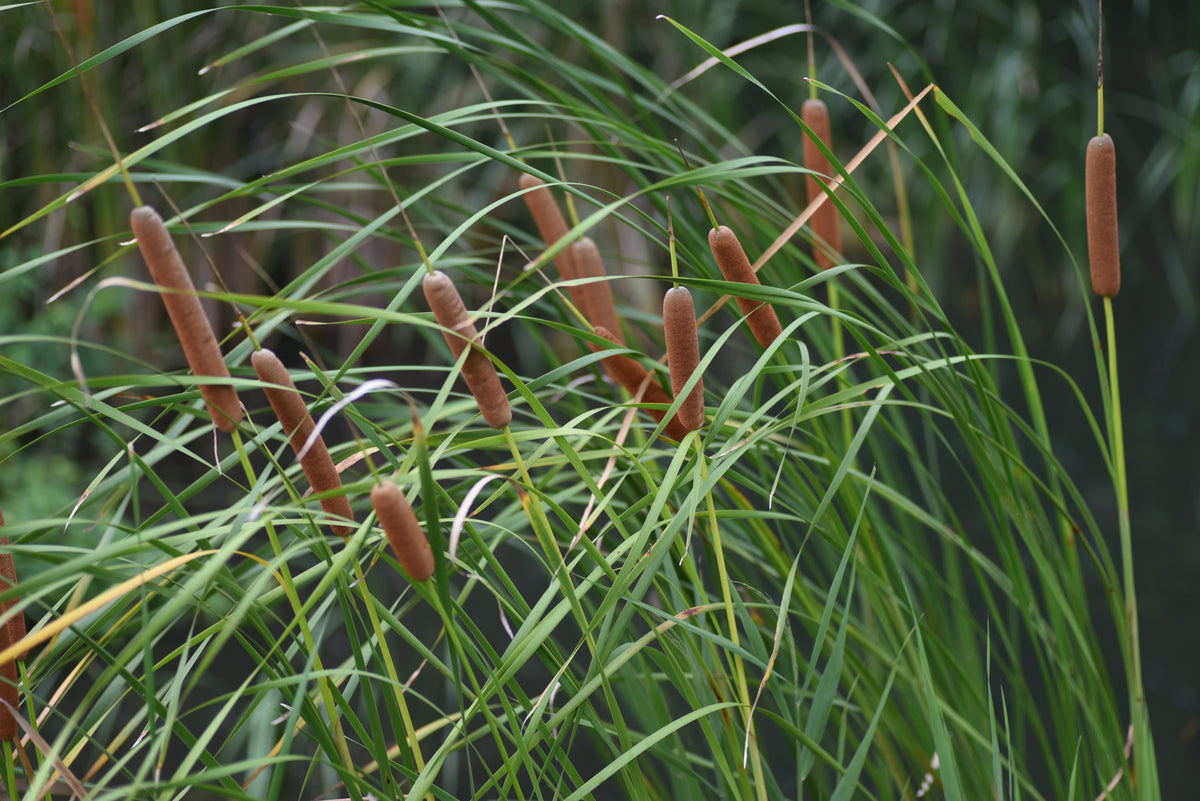 Tall brown cattails in green grass, key habitat restoration plants