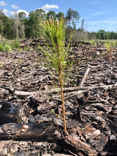 Loblolly Pine Tree Seedlings - TN Nursery