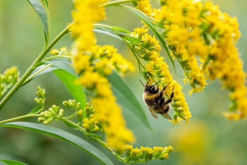 Native Plants for Native Bees