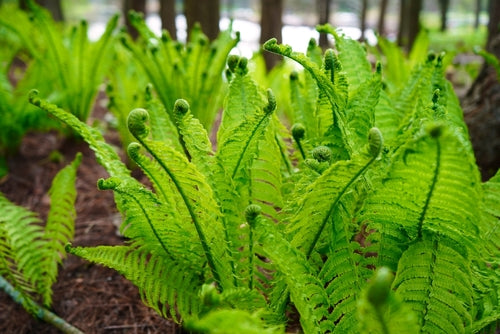 Vibrant green bare root fern fronds with curling tips and patterns
