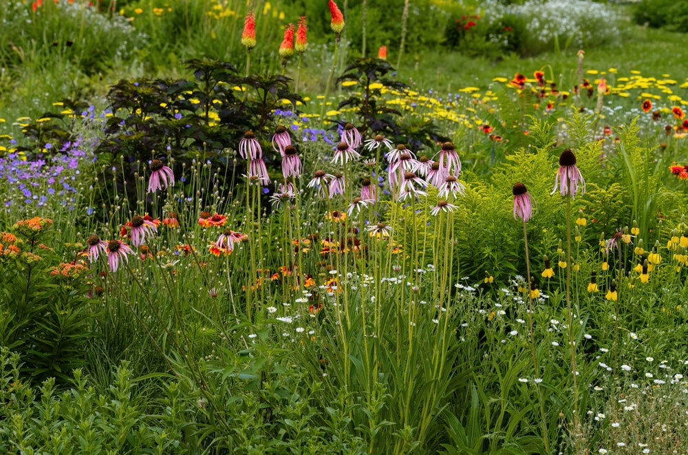 Vibrant informal garden with pink coneflowers, yellow daisies, purple blooms