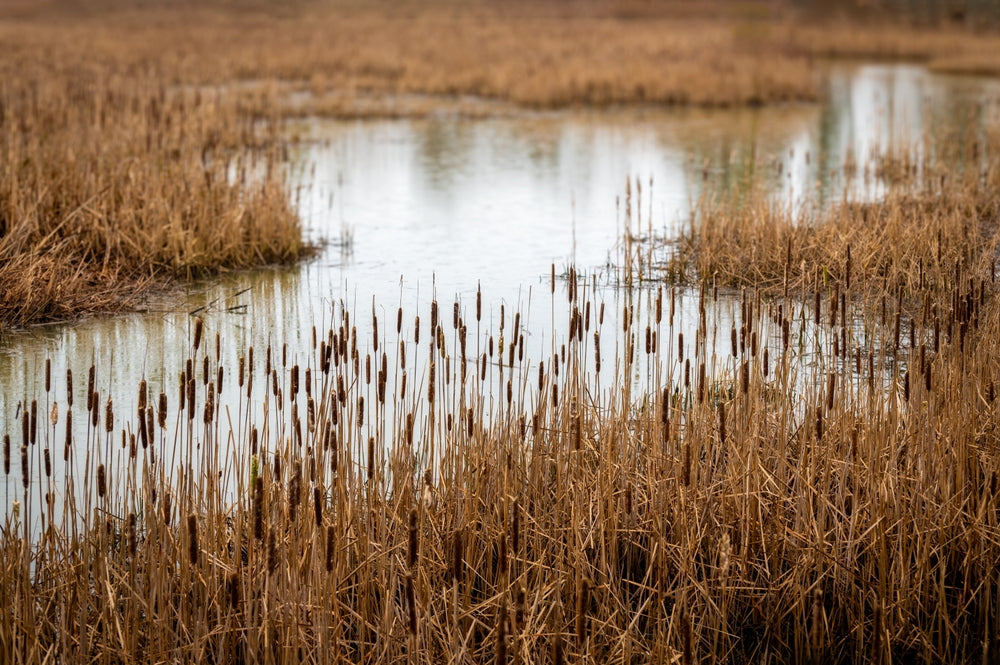 Native wetland plants can be beautiful and essential to the wildlife - TN Nursery