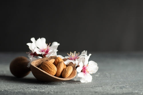 Top 10 Reasons to Buy an Almond Tree - TN Nursery